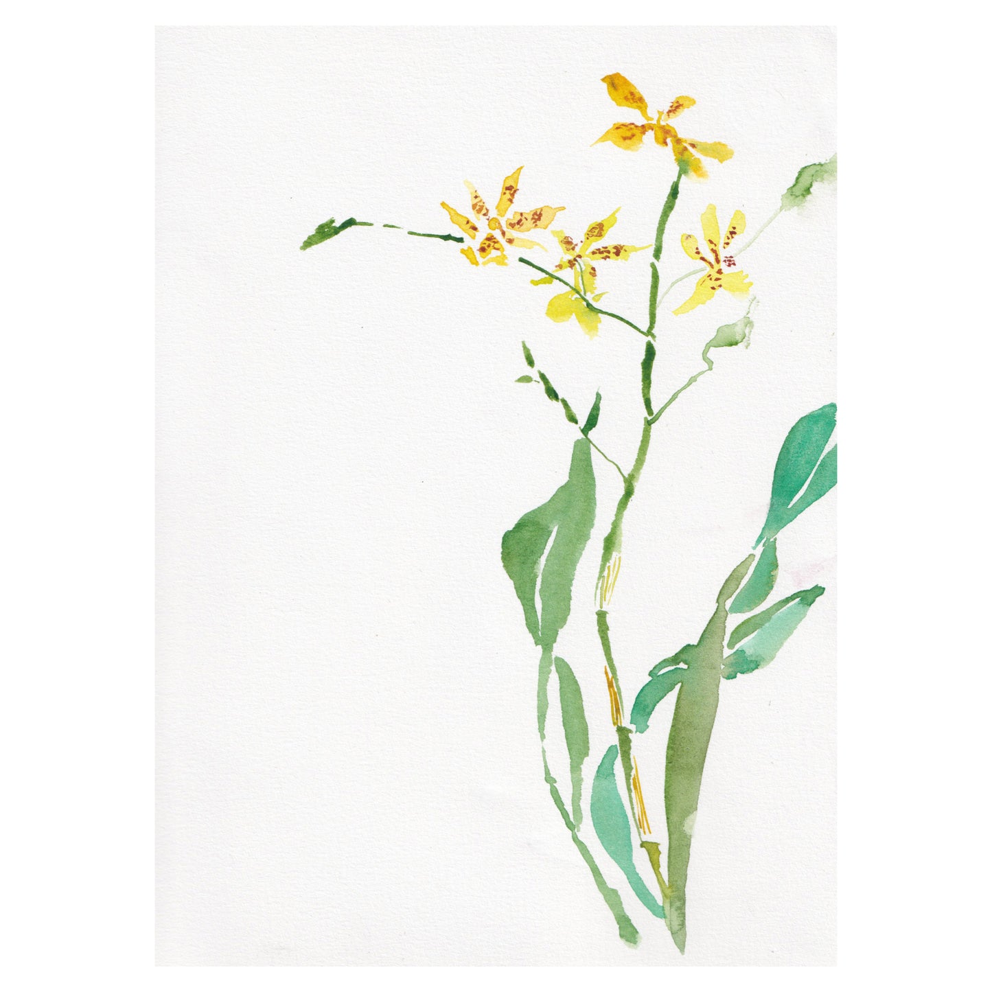 Oncidium