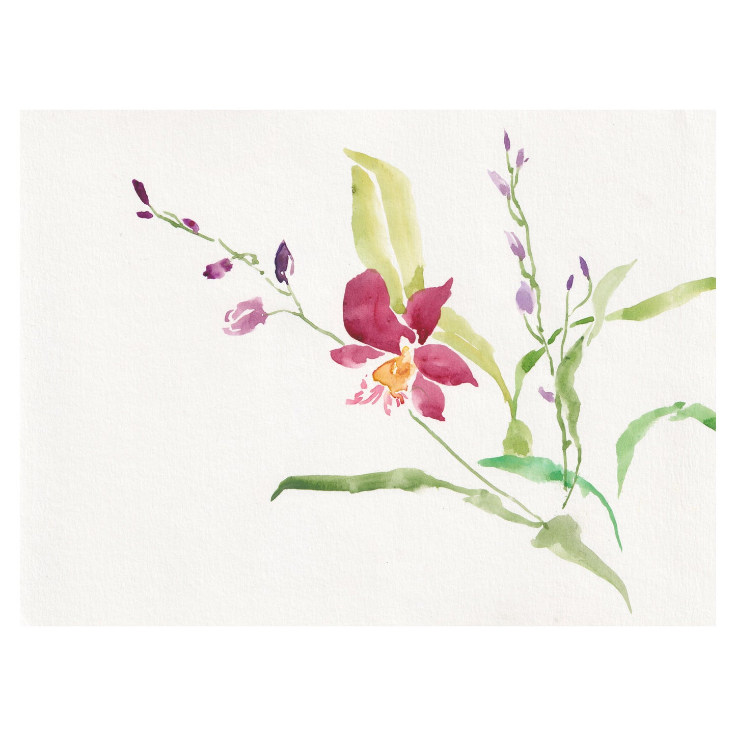 Phalaenopsis 01