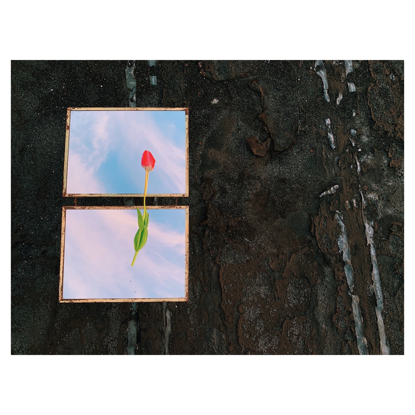 Untitled (Tulip)