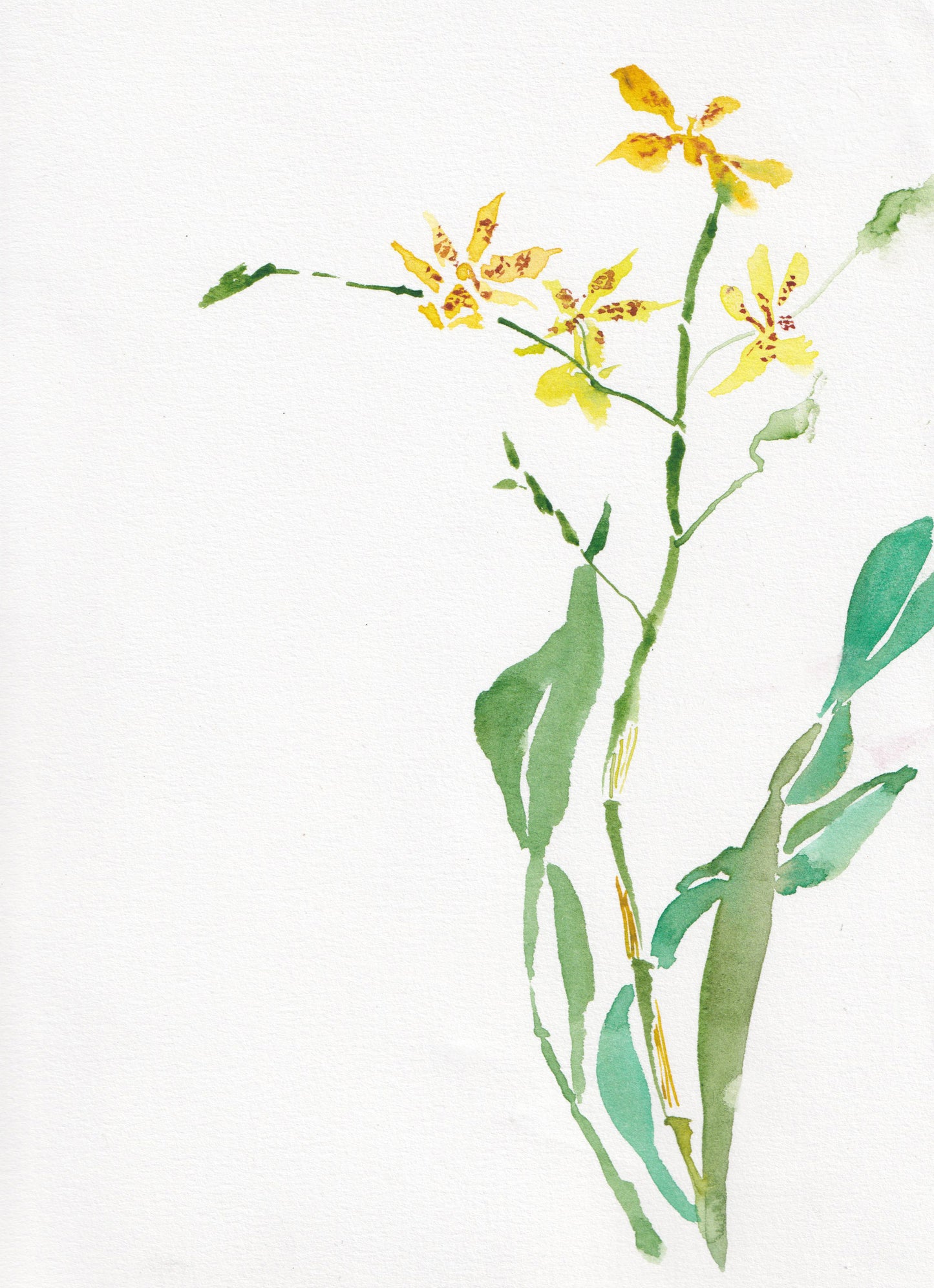 Oncidium