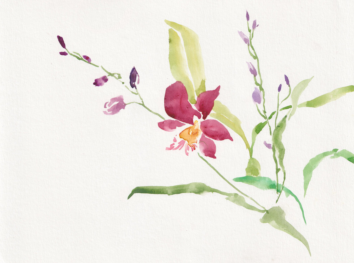 Phalaenopsis 01