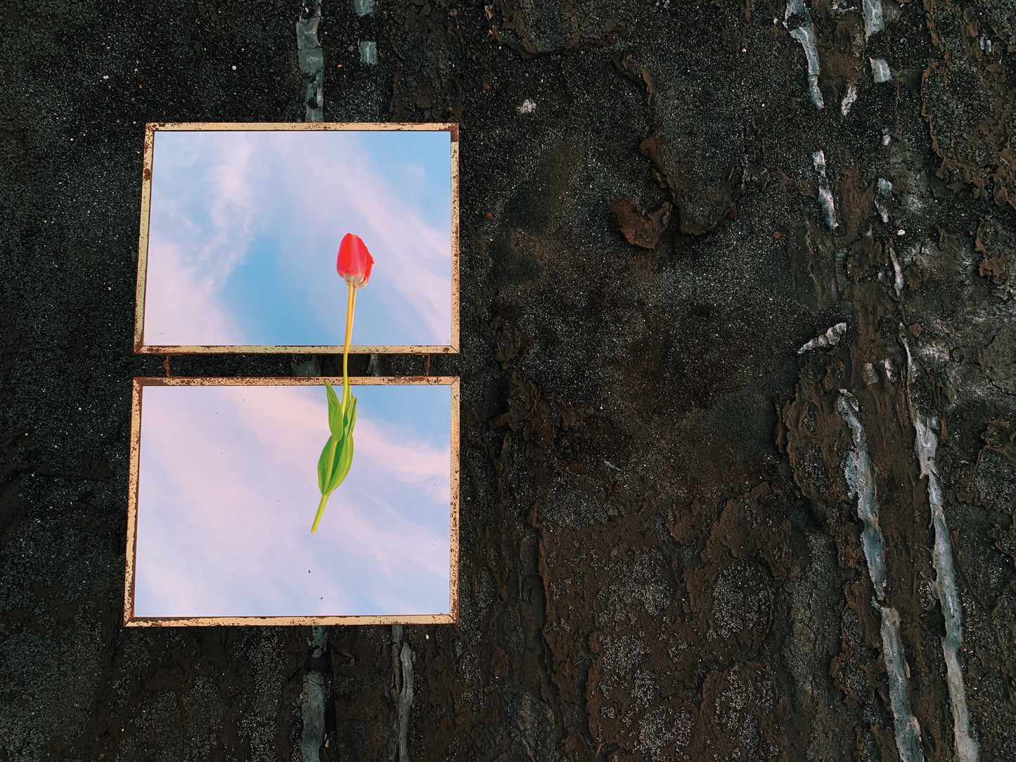 Untitled (Tulip)