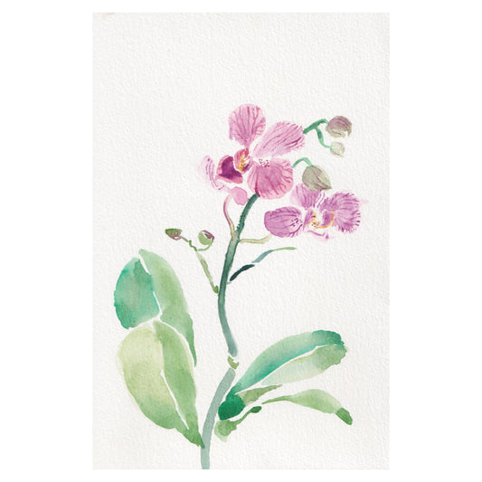 Phalaenopsis (Pink)