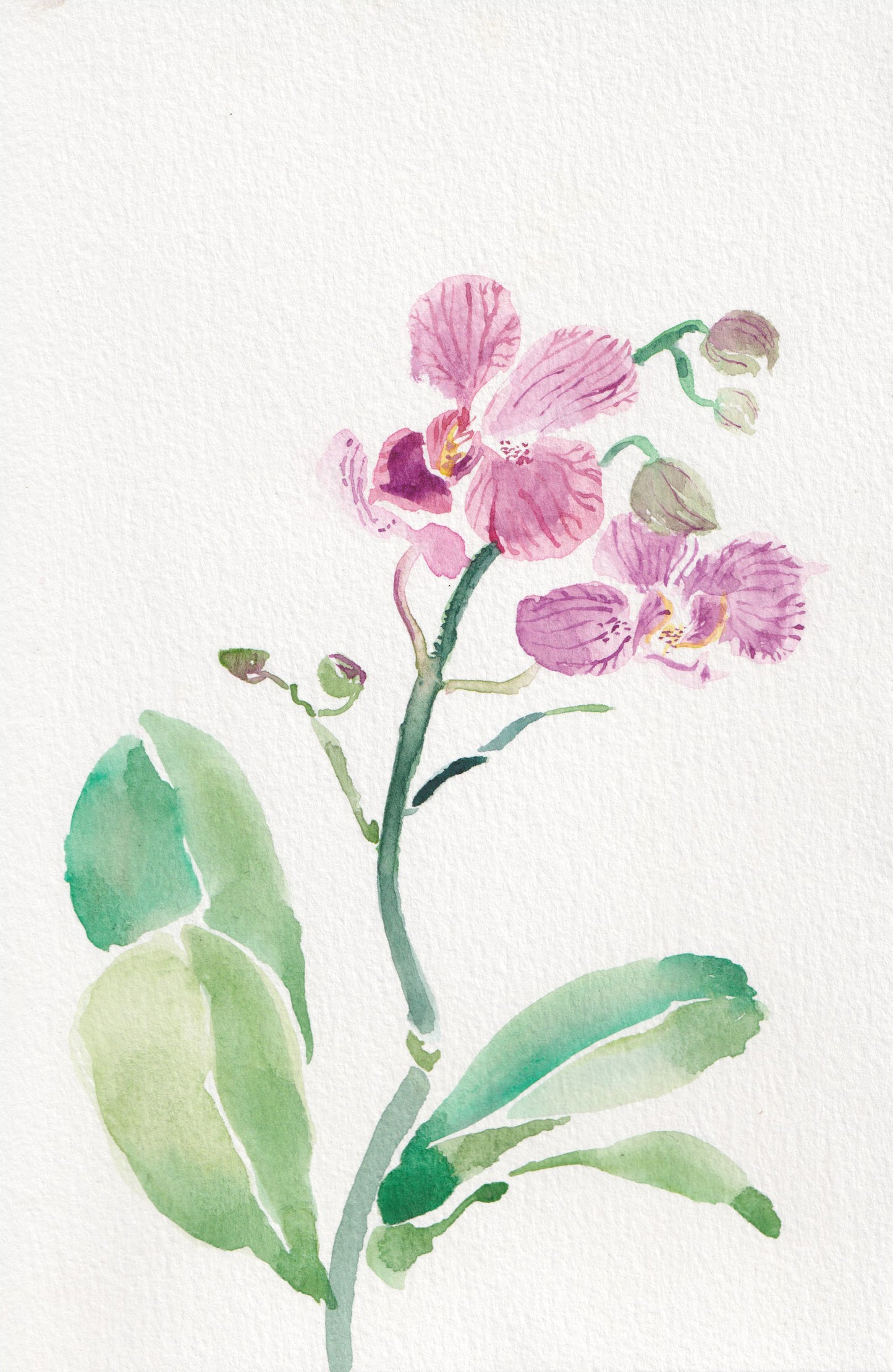 Phalaenopsis (Pink)